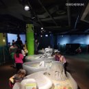 (주)스타피쉬 | [미국살이 교육] #42 시카고 봄방학 아이랑 갈 곳 추천 | Shedd Aquarium 완벽 가이드 20260331 봄방학 2탄
