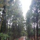 힐링우드 이미지