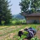 서울자유발도르프학교 이미지