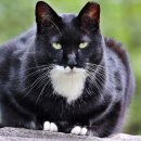 검은고양이 이미지