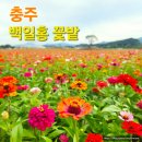 탄금호순환자전거길 4 | 충주 탄금공원 백일홍 꽃밭 걷기좋은길 탄금호 순환자전거길