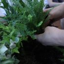 (원데이) 그린 플랜트 이미지