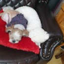 빼로네 애견미용샵 이미지