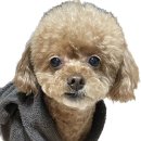 민주댕이 이미지