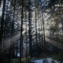 보화스위스