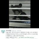 빼꼼