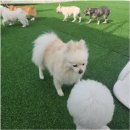 다온유치원 | “충주 애견유치원 어디?” 탄탄하개 유치원 보내본 후기 2탄