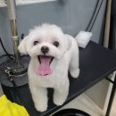 구름이 펫 미용샵 이미지