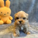 도그마루 강아지 고양이 천안아산점 이미지