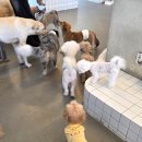 솔솔애견유치원 | 전주애견유치원 믿고 맡겨도 되는 강아지들 쉼터