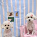 프롬율무 이미지