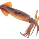 오징어PC 이미지