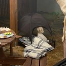 리니스하우스 | [내돈내산] 강화도 애견 펜션 리니스하우스 / 프로여행러의 강추 후기 2편