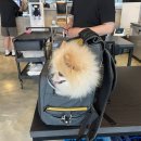 대만족족발