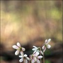 들꽃편지 이미지