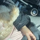 앨리스동물병원 이미지