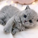 대전고양이분양 루나캣 이미지