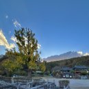 포은로 은행나무길 이미지