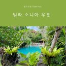 아담빌라 | 발리 우붓 가성비 숙소 빌라 소니라 우붓 수영장 내돈내산 후기
