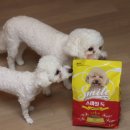 더 스마일독 이미지