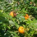 산천농장 이미지