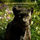 정글북 이미지