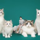 랙돌캐터리 아이돌스 전주고양이분양 이미지