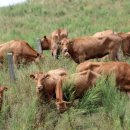 국립축산과학원 한우연구소 이미지