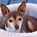 나라동물병원 이미지