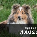 송도 클로버동물병원 이미지