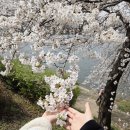 공지천 주차장 | [춘천 공지천] 실시간 벚꽃 만개 현황(+주말 주차 정보, 오리배)