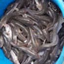 순천만짱둥어마을 이미지