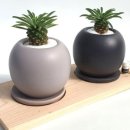 산호 농장 이미지