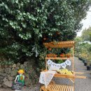 토산농장 | 제주 서귀포시 표선 반려동물 동반 감귤 체험 포토존 가득한 보내다제주