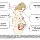 Re:Endocrine-disrupting Chemicals: Review of Toxicological Mechanisms Using Molecular Pathway Analysis 이미지