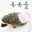 도치퀸