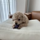 플러피펫 | 강아지 쿠션 추천, 플러피펫 뽀글쿠션 후기