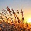 하늘공원 이미지