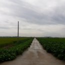 옥봉수산 | 8월 끝자락, 대야들의 초록빛