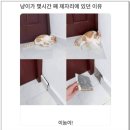 댕댕이냥냥 네이버블로그