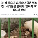 눈·비 맞으며 방치되다 죽은 믹스견...새끼들은 옆에서 '강아지 뼈' 씹으며 버텨 이미지