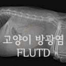 돌봄동물병원 이미지