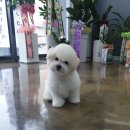 매직 펫 살롱 이미지