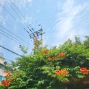 오남1리 마을회관 이미지