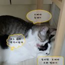 못말리는 고양이 이미지