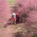 핑크애견 이미지