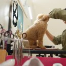 왈왈 살롱 이미지