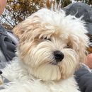 토비애견미용 이미지