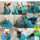 아르르(Arr) 이미지