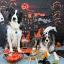 고양대로1978번길 | 고양시애견유치원 댕댕이 유치원, 우리 아이 천국이 따로 없어요